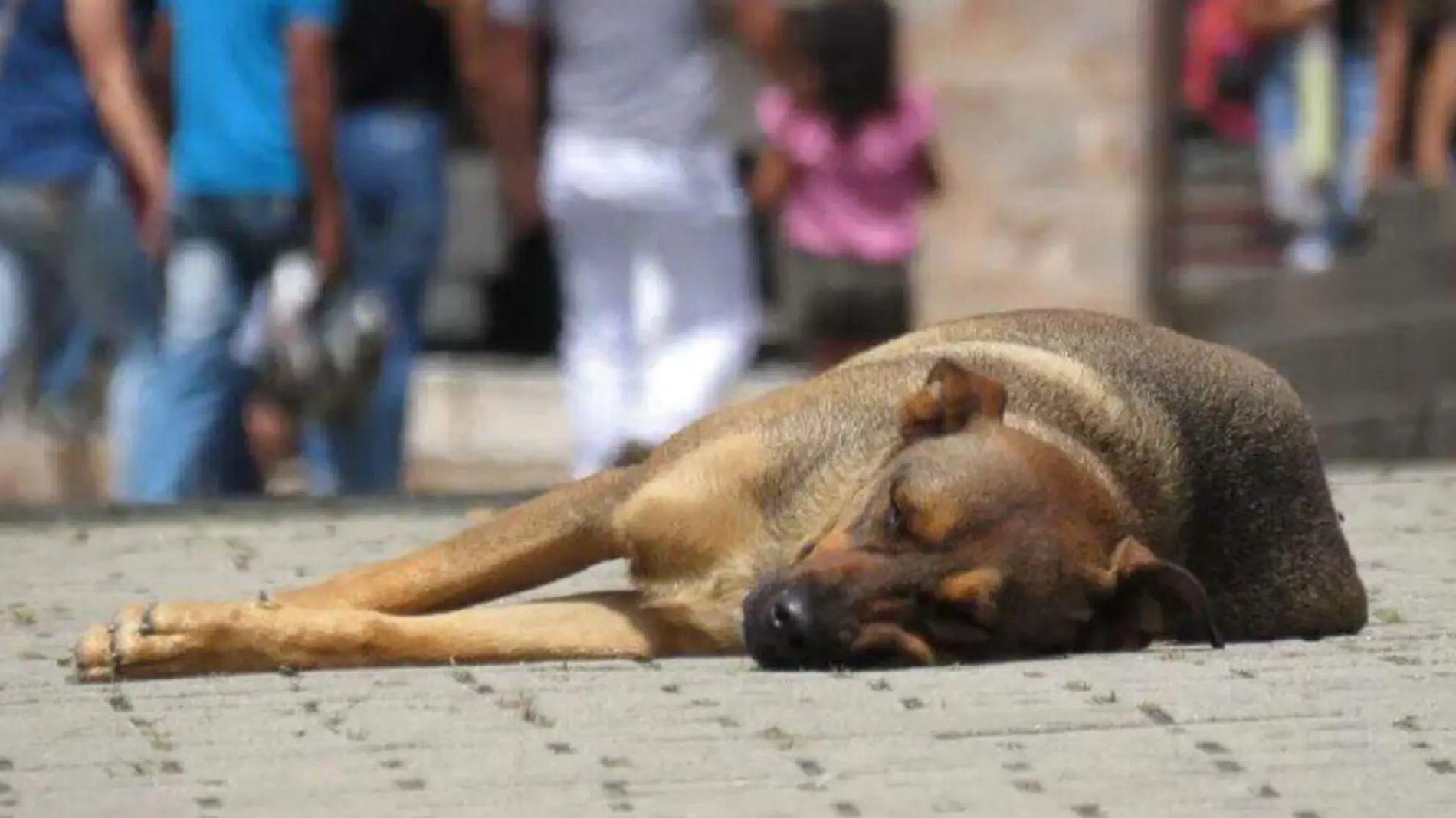 En Chignahuapan, denuncian el envenamiento masivo de perros